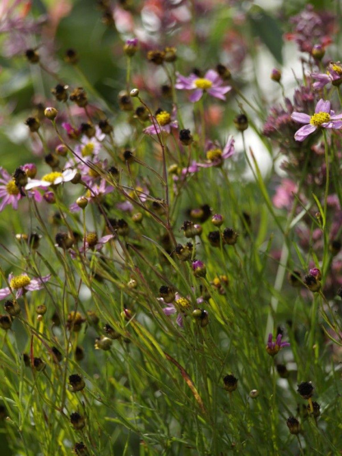 Imieninowy bukiecik dla Mani- coreopsis reosea 'American dream'