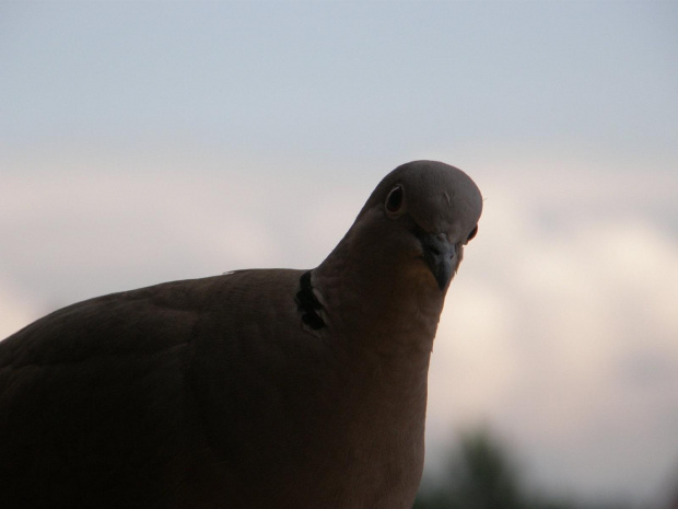 'Moja' synogarlica na balkonie #ptaki #synogarkica #przyroda #natura #fauna