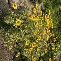 Helianthus helianthoides