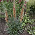 Digitalis parviflora