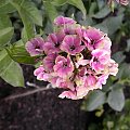 Phlox paniculata 'Sherbert Cocktail'