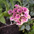 Phlox paniculata 'Sherbert Cocktail'