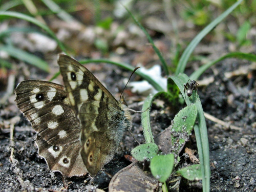 #motyl #OsadnikEgeria