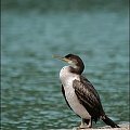 kormoran