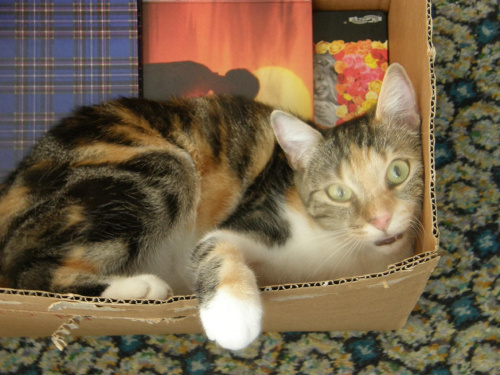 Ja lubię poleżeć w pudełku,nie wyciągaj mnie z niego :) #natura #przyroda #fauna #kot #ssak