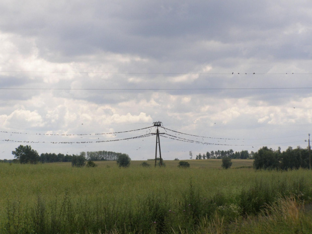 Szpakomania w szpakolandii :)