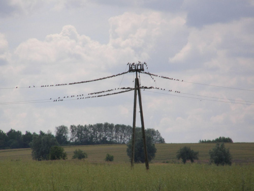 Szpakomania w szpakolandii :)