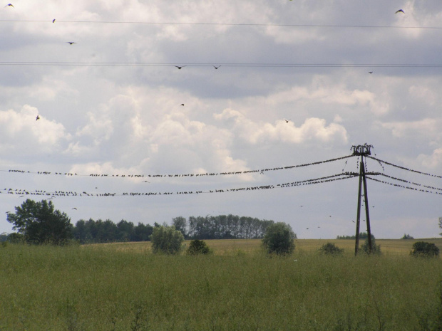 Szpakomania w szpakolandii :)