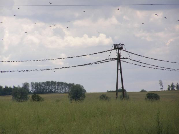 Szpakomania w szpakolandii :)