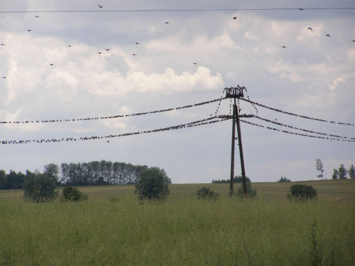 Szpakomania w szpakolandii :)