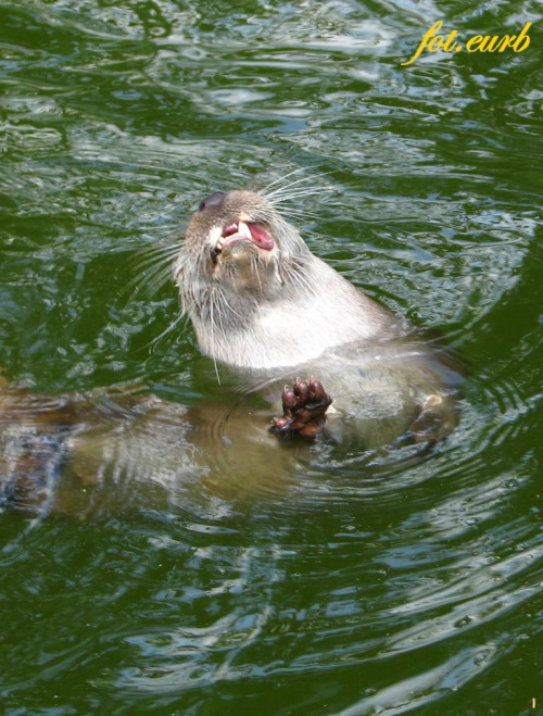 na początek wyderek :D #zoo #opole #wydra