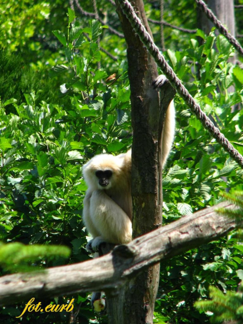gibbony
