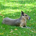 mara patagońska, - skrzyżowanie królika z psem :D #zoo #opole #lama #mara
