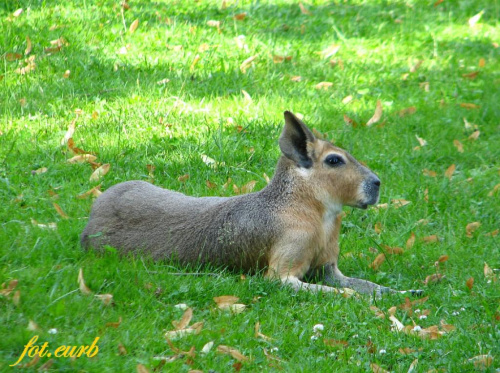 mara patagońska, - skrzyżowanie królika z psem :D #zoo #opole #lama #mara