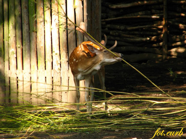 Daniel - to już chyba wszystko z opolskiego zoo