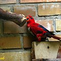 papużki przez szybę #zoo #opole #papuga