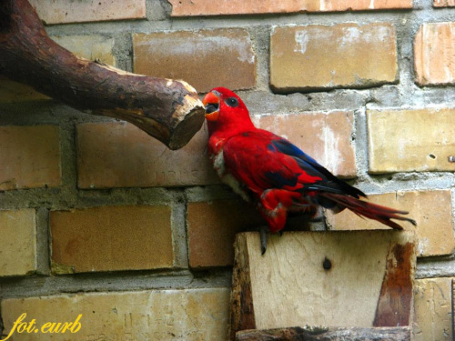 papużki przez szybę #zoo #opole #papuga