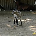 dzieciniec, farma czy jak to mają zwyczaj zwać, czyli teren na którym dzieciaki mogą męczyć zwierzaki, wrrr nigdy mi się to nie podobało