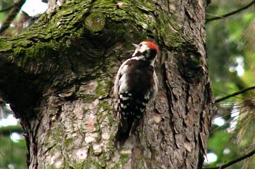 spotkany w parku #dzięcioł #ptak #park