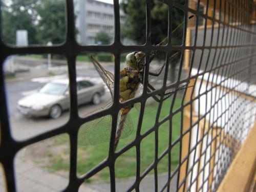 Przysiadł na chwilę na moim balkonie :))))) #natura #przyroda #ważka #owad