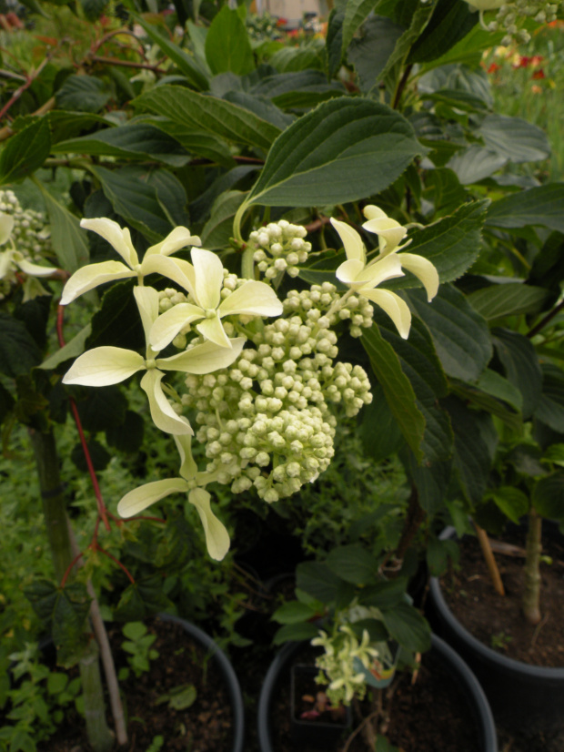 Hydrangea 'Great Star'