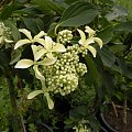 Hydrangea 'Great Star'