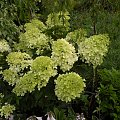 Hydrangea paniculata 'Phantom'