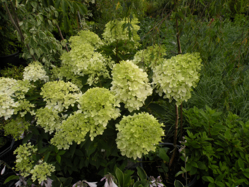 Hydrangea paniculata 'Phantom'