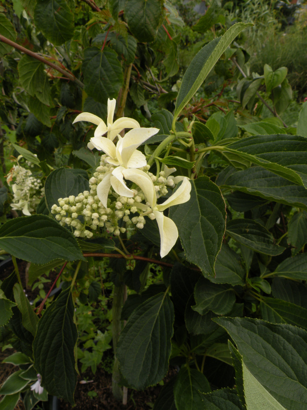 Hydrangea 'Great Star'