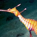 Duzy konik morski popularny w lasach wodorostow w okolicy Sydney a zwany smokiem (weedy sea dragon),