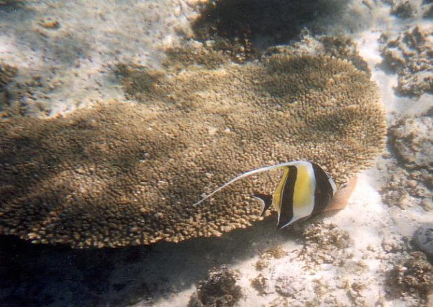 Moorish idol - Zachodnia Australia.