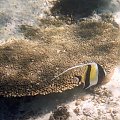 Moorish idol - Zachodnia Australia.