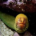 Moray eel - oliwkowozielone i bardzo zebate ryby podobne do gigantycznych wegorzy, kryja sie w szczelinach skalnych