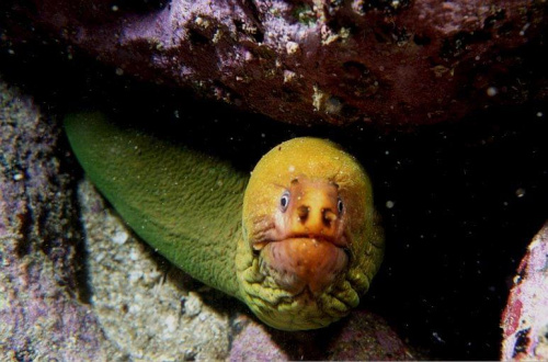 Moray eel - oliwkowozielone i bardzo zebate ryby podobne do gigantycznych wegorzy, kryja sie w szczelinach skalnych