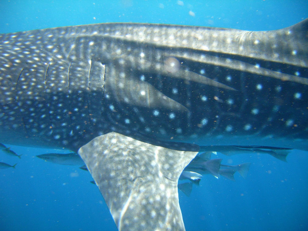 Zachodnia Australia - najwieksza ryba swiata: rekin wielorybi (whale shark).