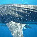 Zachodnia Australia - najwieksza ryba swiata: rekin wielorybi (whale shark).