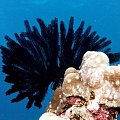 Rodzaj korala - feather star.