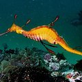 Duzy konik morski popularny w lasach wodorostow w okolicy Sydney a zwany smokiem (weedy sea dragon),