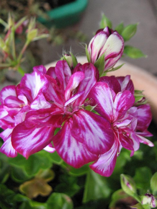 pelargonia