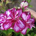 pelargonia