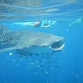 Zachodnia Australia - najwieksza ryba swiata: rekin wielorybi (whale shark). W lewym gornym rogu zdjecia widac nogi mojej corki. Plynelismy z tym mlodym rekinem (zaledwie 3.5 metra) przez godzine.