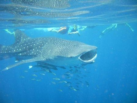 Zachodnia Australia - najwieksza ryba swiata: rekin wielorybi (whale shark). W lewym gornym rogu zdjecia widac nogi mojej corki. Plynelismy z tym mlodym rekinem (zaledwie 3.5 metra) przez godzine.