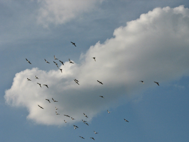 #niebo #ptaki #gołębie #chmury