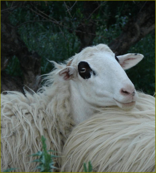 płaskowyż Lassiti Kreta #Kreta #osiołki #kozy #owce #góry #monastyry