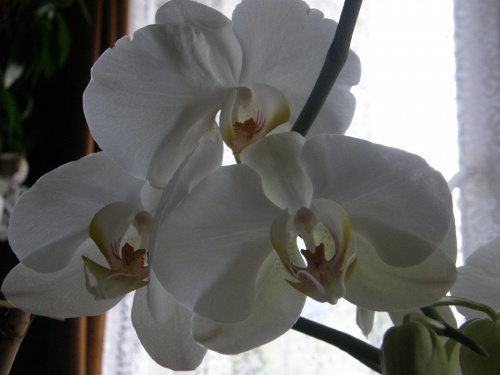 orchidea zwana...Beata #orchidea #kwiat #przyroda #natura