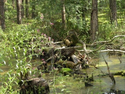 JURA PARK Solec Kujawski 15.07.2009 #dinozaury #ParkJurajski #wakacje