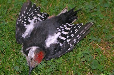 bidulek, chyba uczył się latać, uderzył całą siłą w okno ... ((: #ptaki #dzięcioł #natura