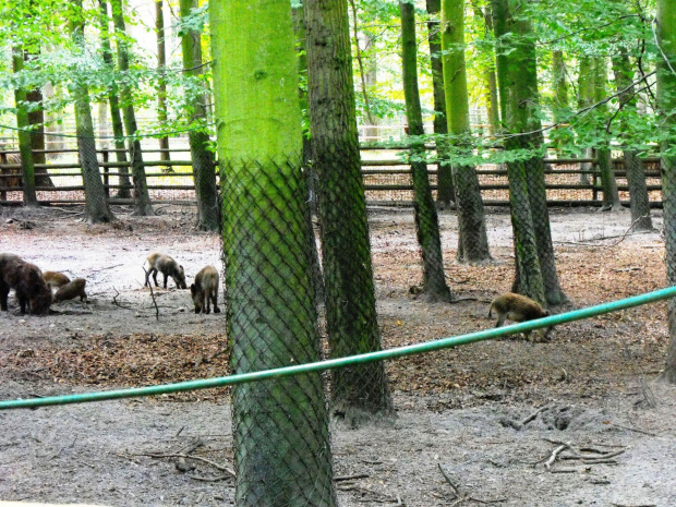 Gołuchów, lato 2009, Ośrodek Kultury Leśniej i zamek w Gołuchowie, Wielkopolski Park Narodowy