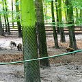 Gołuchów, lato 2009, Ośrodek Kultury Leśniej i zamek w Gołuchowie, Wielkopolski Park Narodowy