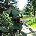 Gołuchów, lato 2009, Ośrodek Kultury Leśniej i zamek w Gołuchowie, Wielkopolski Park Narodowy